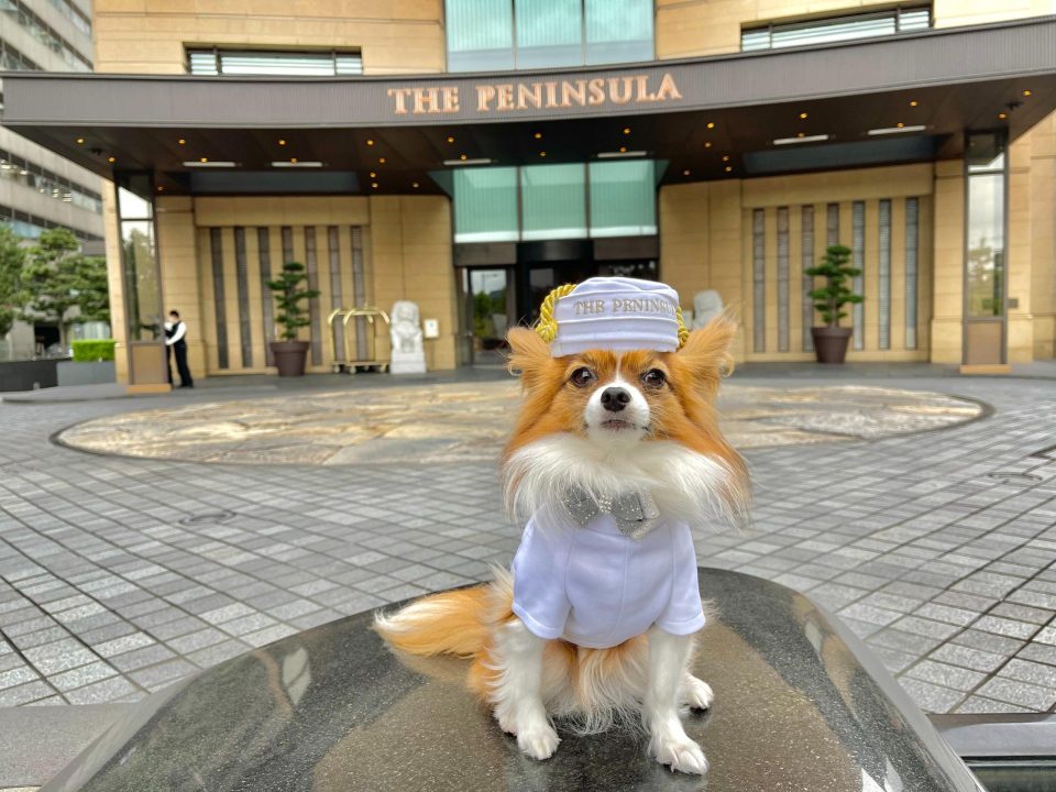 犬と泊まれる高級ホテル・東京都5選！ペット旅ライターが厳選